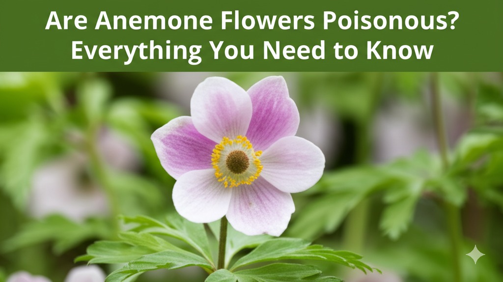 are anemone flowers poisonous